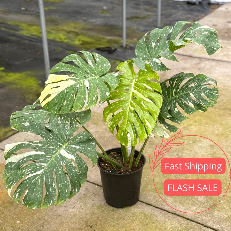 Monstera Thai Constellation XL Starter Plant | Variegated Rare Houseplant | Fully Rooted | Monstera Deliciosa 'Thai Constellation'
