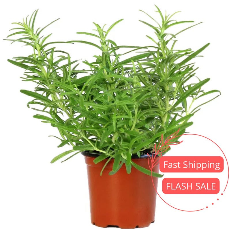 Rosemary Live Plant 4" Pot | Edible Aromatic Herb | Perennial Houseplant | Rosmarinus officinalis