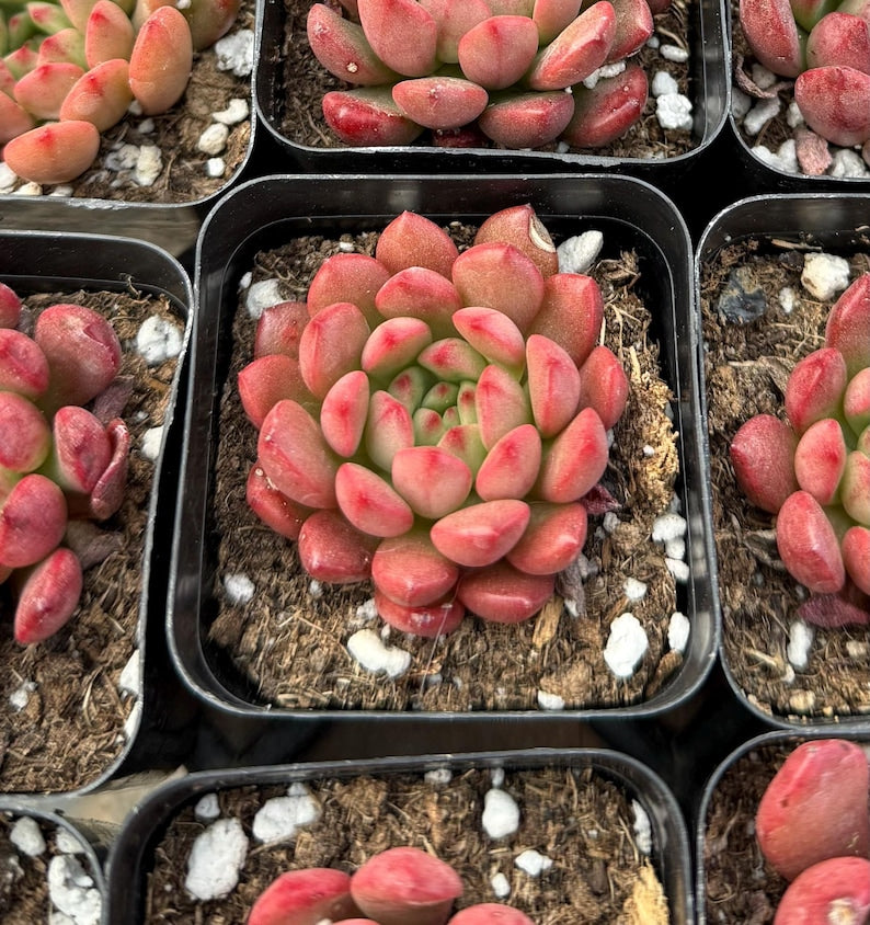 Graptoveria Bashful Succulent 2" - Pale Green with Pink Tips - Easy Care, Propagation-Friendly - Perfect for Beginners