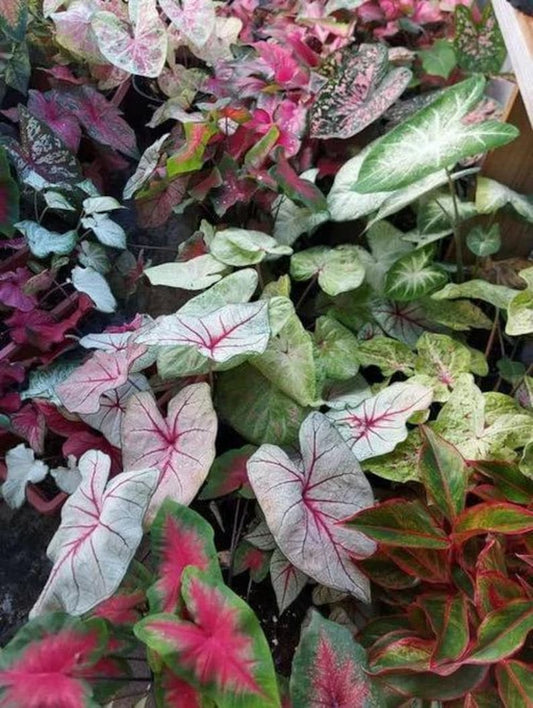 Caladium Bulbs Mix of 20 - Vibrant Colors & Unique Patterns - Heart-Shaped Foliage - Caladium spp. - Indoor/Outdoor Garden Plant