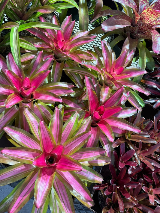 Bromeliad Plant, Neoregelia Tricolor, Variegated Green, Cream & Pink Foliage, Easy Care Tropical Houseplant