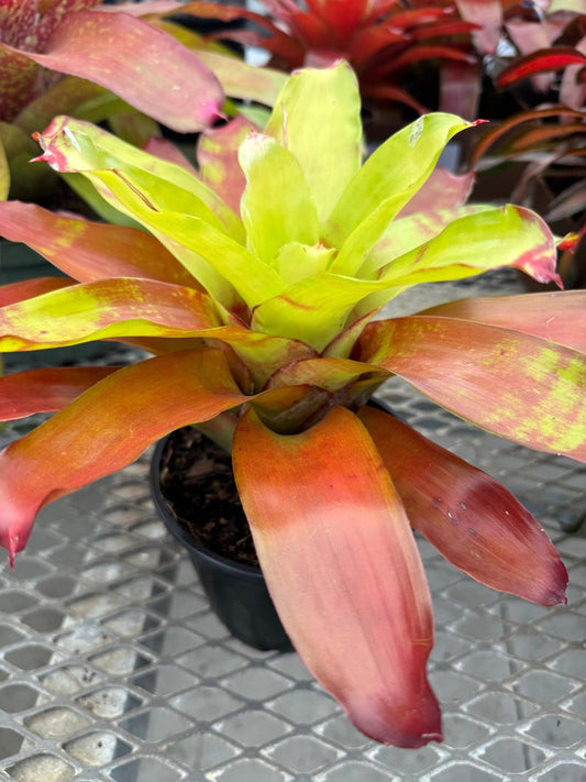 Bromeliad Plant Neoregelia Victoria Secret - Green Copper Variegated, Exotic Houseplant, Low Maintenance, Colorful Foliage