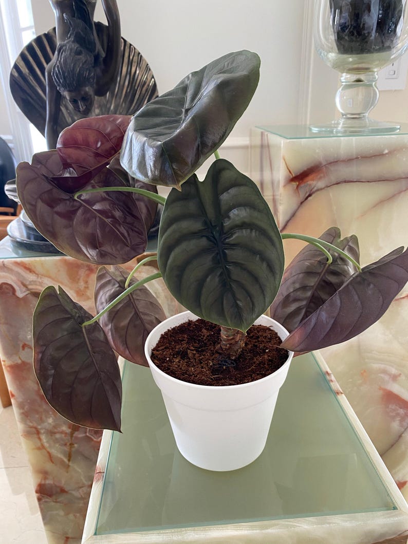 Alocasia Cuprea Red Secret Plant - 6" Pot - Exotic Aroid with Metallic Red-Chocolate Leaves - Air Purifying Indoor Houseplant