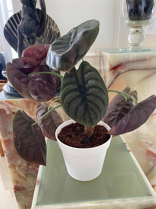 Alocasia Cuprea Red Secret Plant - 6" Pot - Exotic Aroid with Metallic Red-Chocolate Leaves - Air Purifying Indoor Houseplant