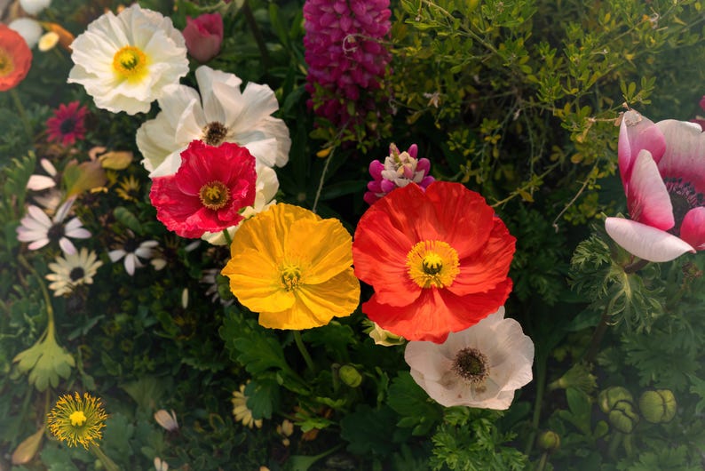 Iceland Poppy Seeds - 20 Seeds Mixed Colors, Papaver nudicaule, Arctic Poppy for Garden Planting
