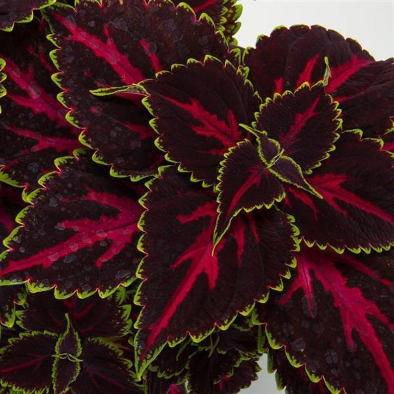 Coleus Live Starter Plant, 3-5” Pink Tricolor Variety, Vibrant Ornamental Foliage, Solenostemon Scutellarioides, Indoor/Outdoor