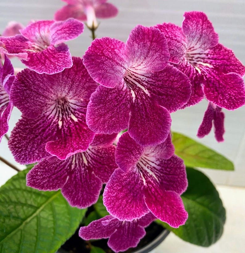 Streptocarpus Ladyslippers Strawberry Ice Live Starter Plant - Rare Indoor Houseplant with Pink Blooms, Cape Primrose