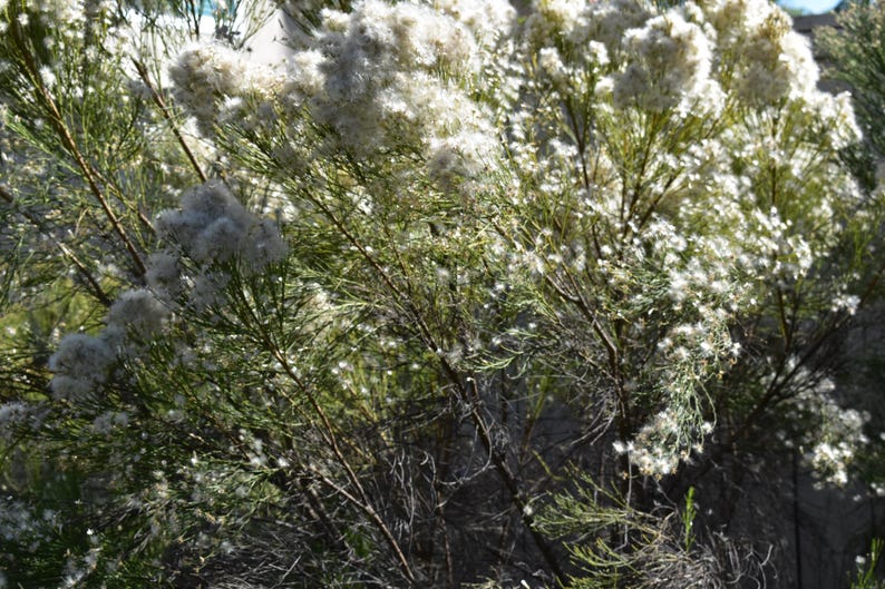 Desert Broom Seeds - Organic 20 Seeds - Baccharis sarothroides - Drought-Tolerant Shrub for Landscaping and Erosion Control
