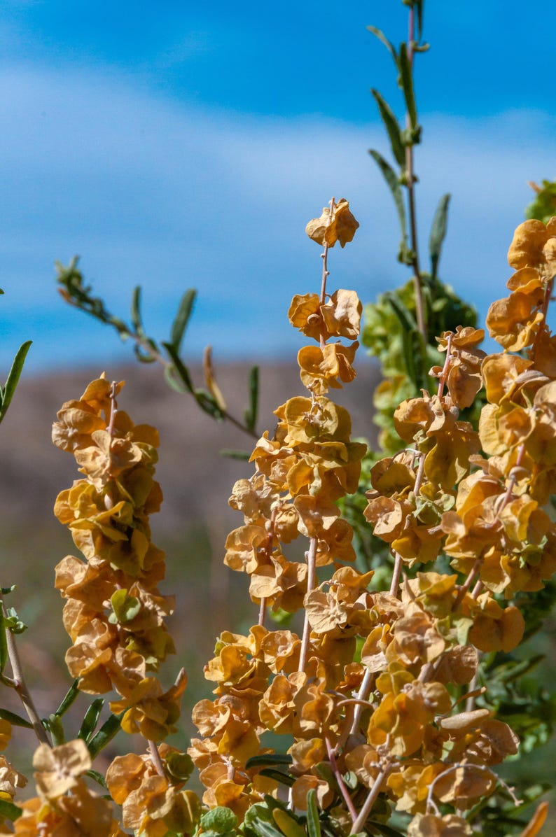 Fourwing Saltbush Seeds - 20 Seeds - Atriplex canescens - Drought-Tolerant Shrub for Western Landscapes
