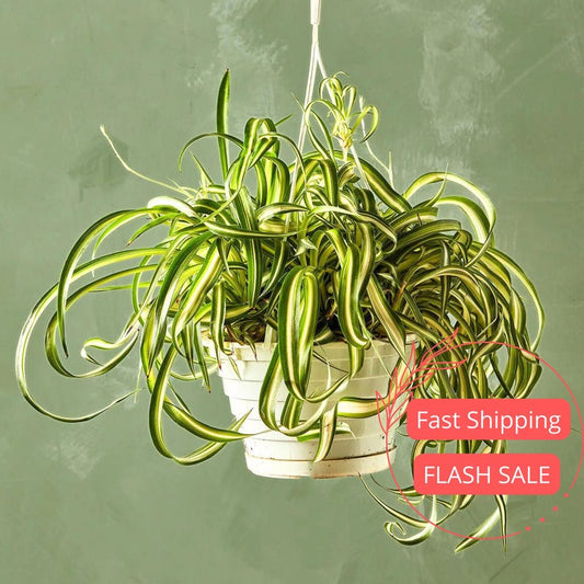 Bonnie Spider Plant | 4.5" Curly Spider Plant | Chlorophytum Bonnie | Hanging Indoor Houseplant | Tropical Plant Gift for Beginners