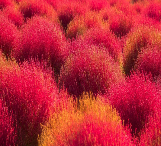 Burning Bush Seeds - 10 Organic Seeds, Kochia trichophylla, Summer Cypress, Ornamental Shrub for Colorful Foliage