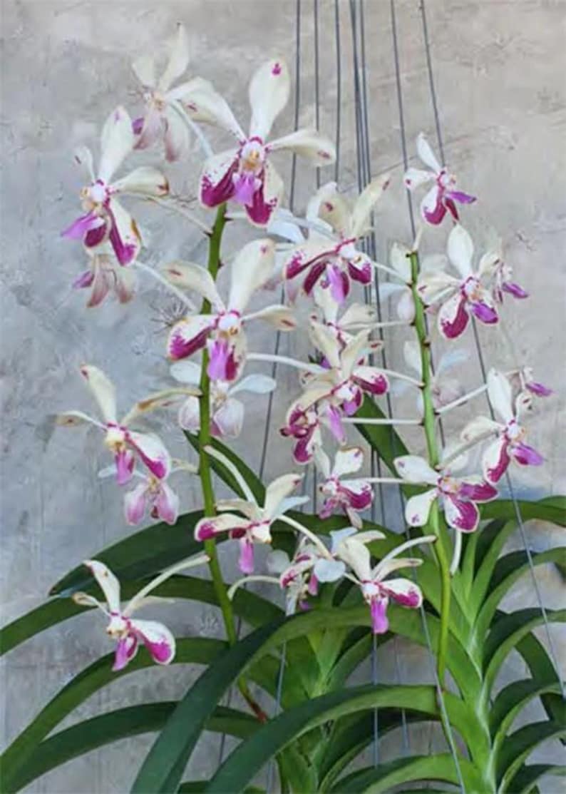 Vanda Orchid Plants 3 Pack - Fragrant Tropical Hanging Varieties - Perfect for Home Decor - Vanda Alliance
