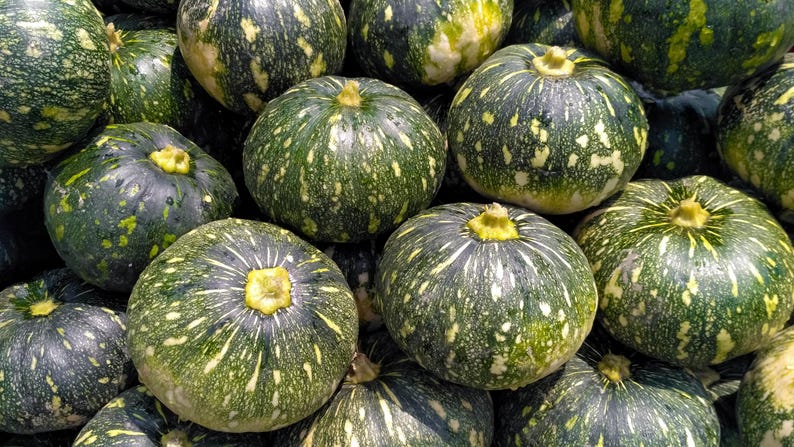 Kabocha Squash Seeds - Organic 10 Count, Japanese Pumpkin, Cucurbita maxima - Hand Collected for Home Gardening