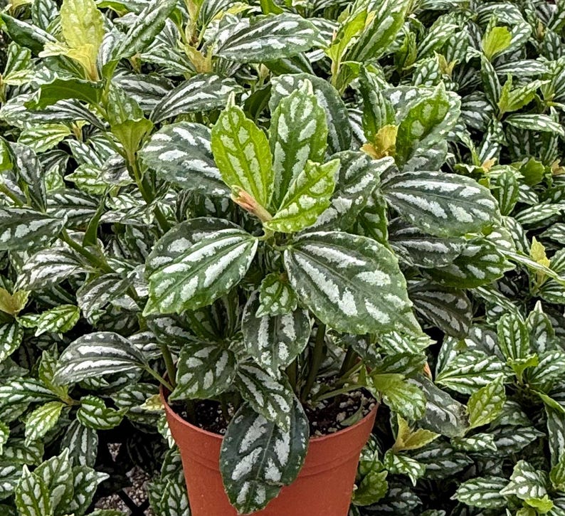 Pilea Watermelon Plant | 4" Pot | Aluminum Plant | Pilea Cadierei | Indoor Houseplant with Metallic Silver Patterns