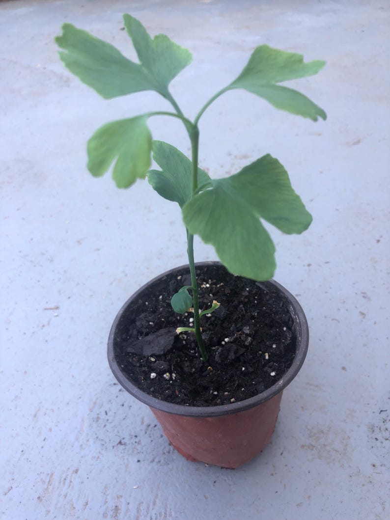 Ginkgo Tree Seedling in 4" Pot - Ginkgo biloba - Organic Live Plant for Gardening and Landscaping