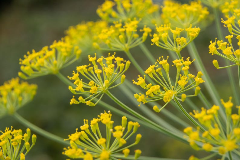 Dukat Dill Seeds - 20 Seeds Anethum graveolens - Sweet Mellow Dill Herb for Herb Garden & Pickling - Free Shipping Over $35