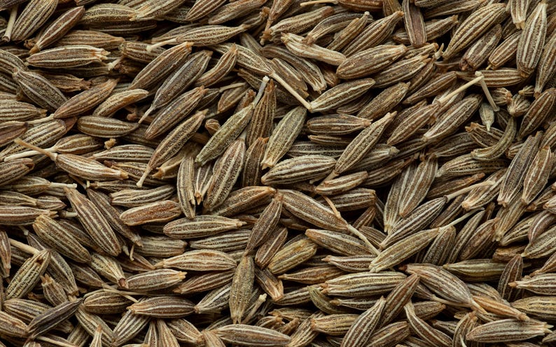 Cumin Seeds 10 Pack - Cuminum cyminum - Grow Your Own Herb Garden - Hand Collected Seeds - Free Shipping Over $35