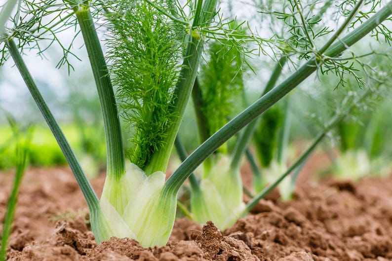 Organic Fennel Seeds - 10 Hand Collected Seeds - Sweet Fennel, Licorice Plant, Foeniculum vulgare - Herb Garden Essentials
