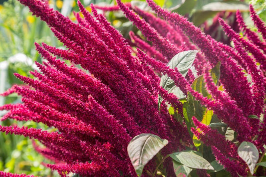 Amaranth Seeds - 20 Hand Collected Seeds - Red Amaranth, Amaranthus - Love Lies Bleeding, Prostrate Pigweed - Free Shipping