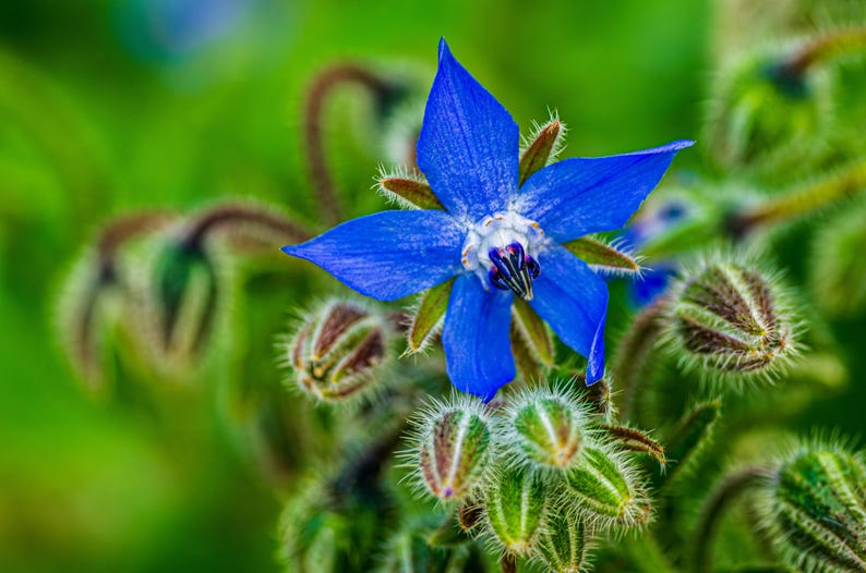 Organic Borage Seeds - 10 Pack - Blue Starflower - Borago officinalis - Culinary Herb & Bee Pasture Plant