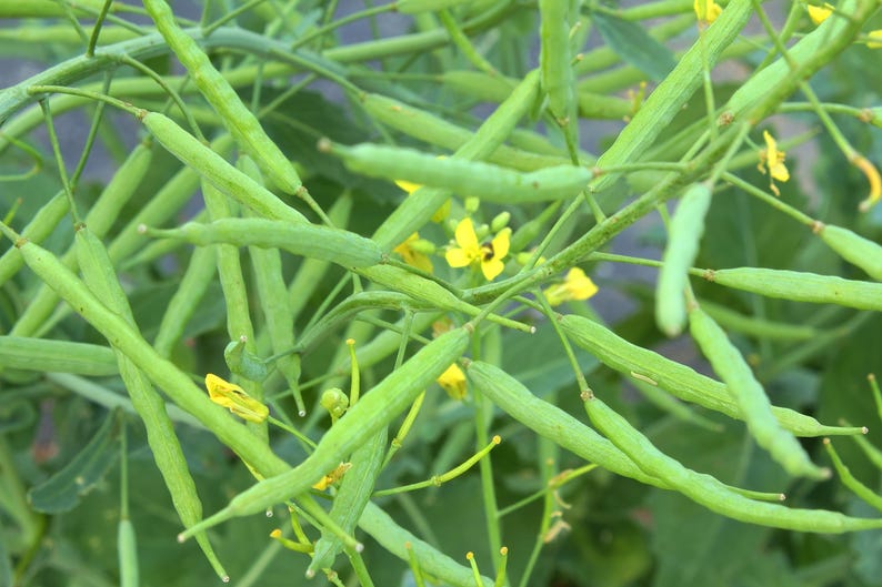 Yellow Mustard Seeds - 20 Seeds Sinapis alba - Herb Garden Vegetable Garden - Make Your Own Mustard