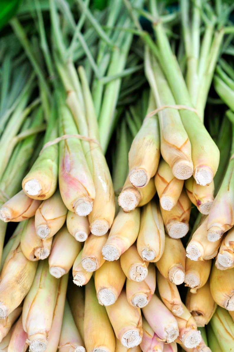 Lemongrass Seeds - 10 Seeds - Cymbopogon Citratus - Tropical Herb for Cooking & Tea - Free Shipping Over $35