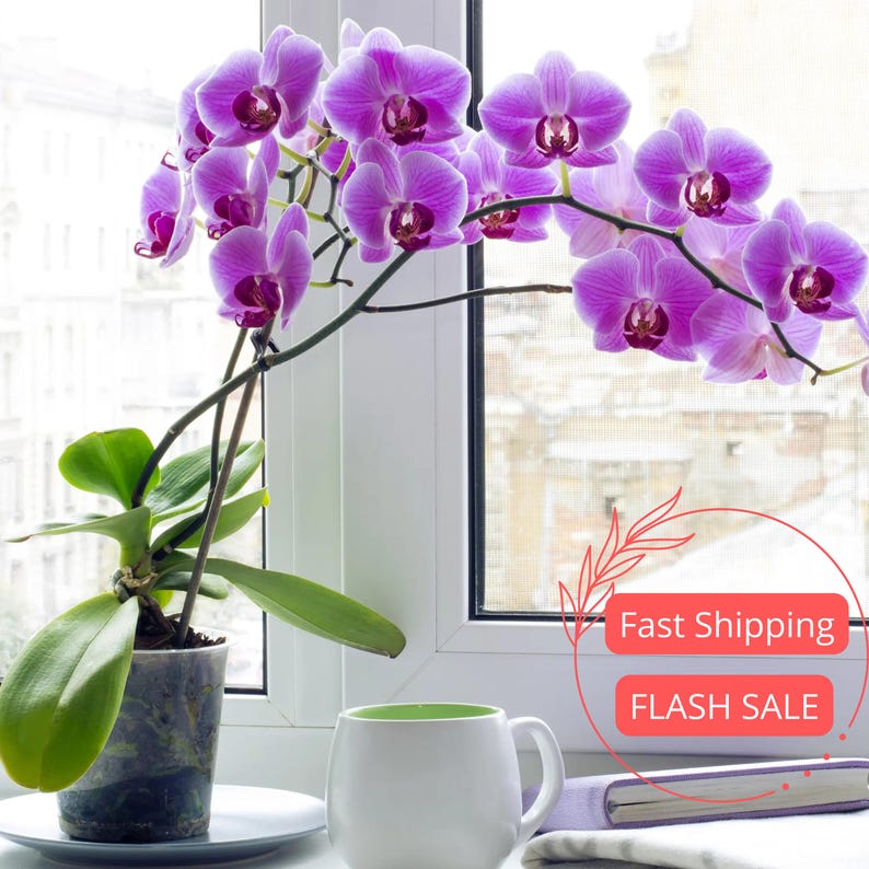 Orchid Live Plant Assorted Blooming Orchids in 4" Pot - Yellow, Pink, White - Perfect Indoor House Plant Gift