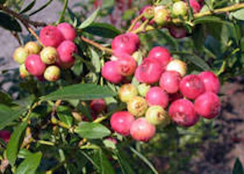 Florida Rose Blueberry Plant - 3 Highbush Starter Plants, Vaccinium spp., Pink to Red Fruit, Perennial, Rabbiteye Variety