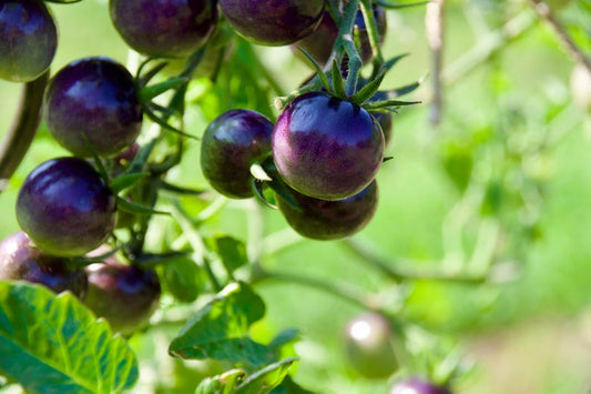 Blue Smurf Tomato Seeds - Organic Heirloom Cherry Tomato, Solanum lycopersicum, Indigo Dancing with Smurfs, 10 Seeds