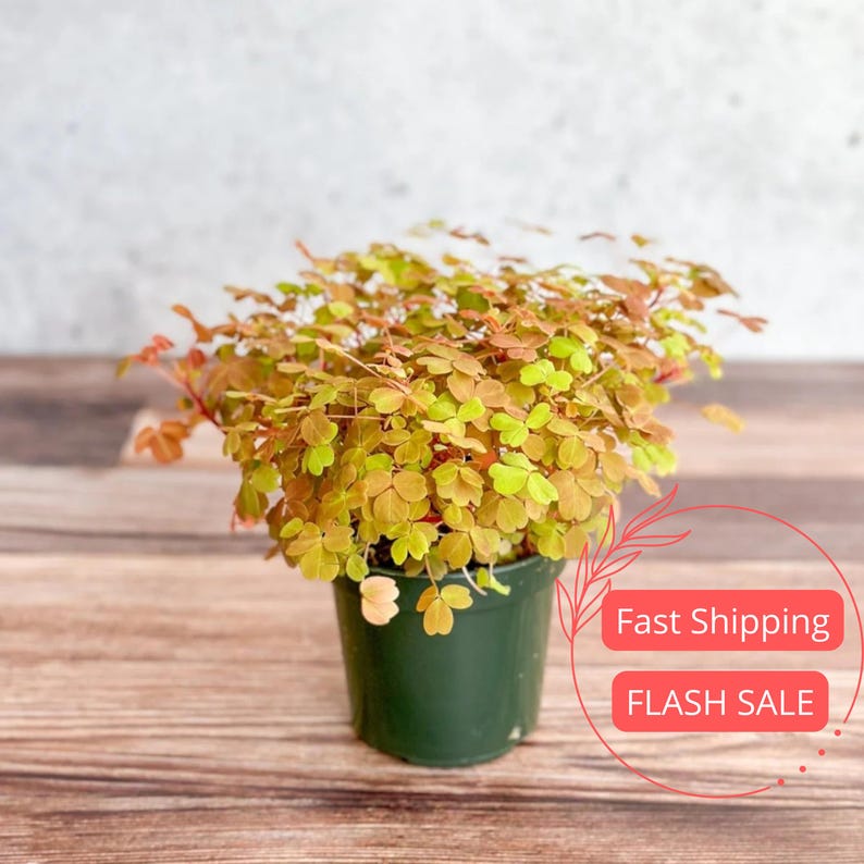 Oxalis Golden Live Plant | 4" Variegated Shamrock | Triangularis Gold & Green Clovers | Fully Rooted Bulbs for Plant Lovers