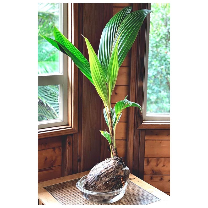 Live Coconut Palm Plant 1-3 Feet Tall Green Dwarf Malayan Cocos nucifera Edible Fruits, Indoor/Patio Tropical Decor