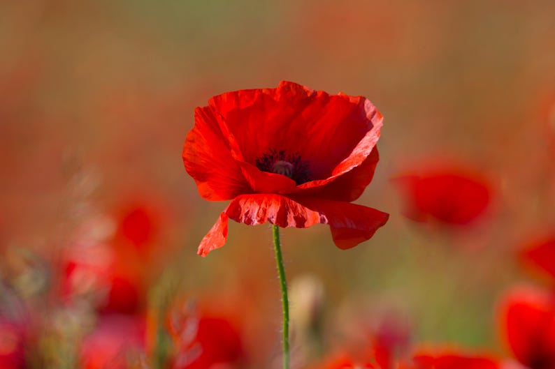 Red Poppy Seeds - American Legion Poppy, Papaver rhoeas, 20 Seeds, Memorial Day Flowers, Flanders Poppy, Corn Poppy