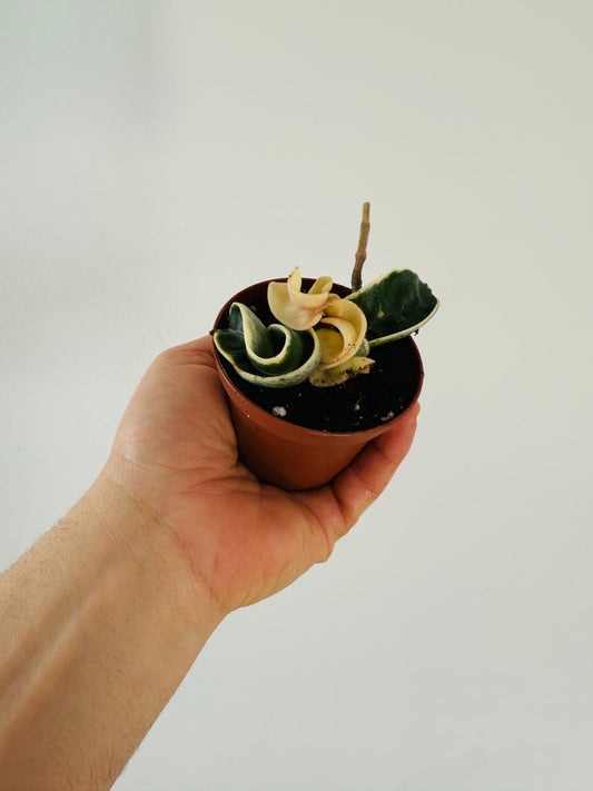 Variegated Hoya Compacta Plant - 3” Tropical Wax Plant - Variegated Hindu Rope - Hoya Regalis - Tri-Color Foliage