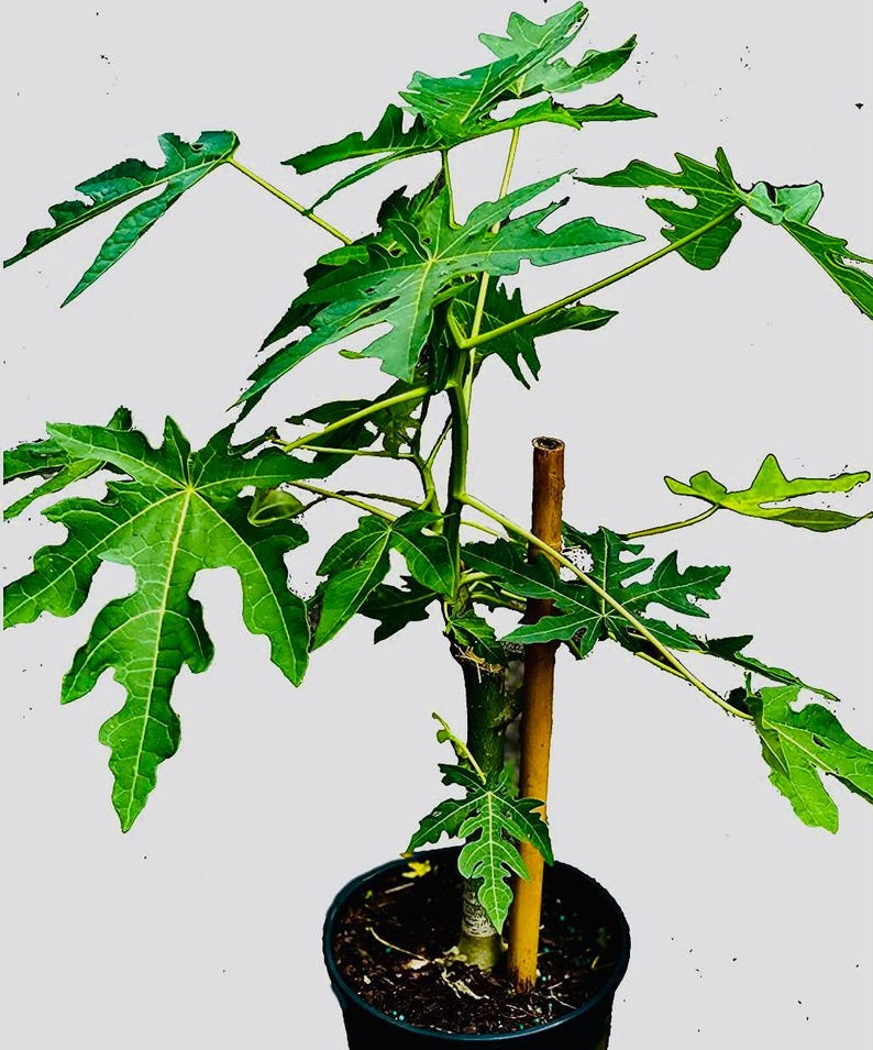 Red Lady Papaya Tree - Dwarf Tropical Fruit Plant - Carica papaya - Vibrant Red Color, Sweet Flavor, Ideal for Gardens and Containers