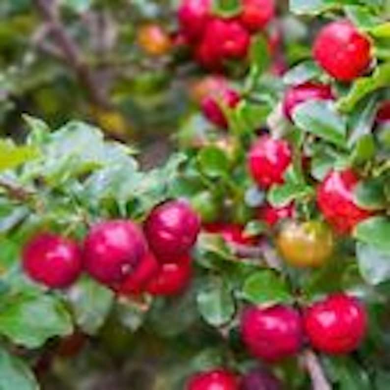 5 Barbados Cherry Trees Live Starter Plants Malpighia Emarginata Tropical Fruit Variety for South Florida Gardens