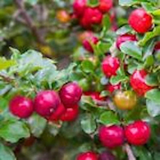 5 Barbados Cherry Trees Live Starter Plants Malpighia Emarginata Tropical Fruit Variety for South Florida Gardens