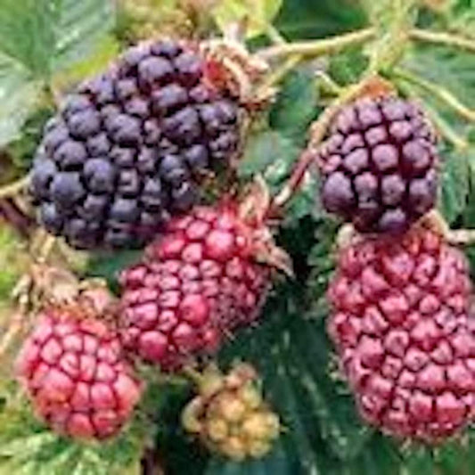 Thornless Boysenberry Plant Starter - Rubus ursinus × Rubus idaeus - Perennial Fruit Bush for Jams and Jellies - 10 Plants
