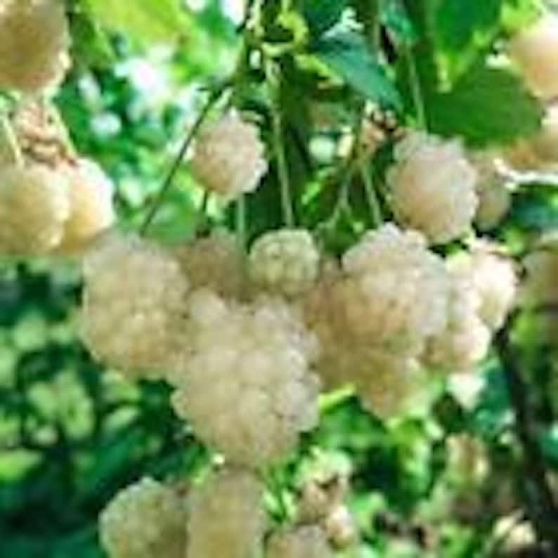 Snowbank Blackberry Plant - 5 Pack - Rubus White Edible Perennial Fruit - Thorny Variety for Zones 5-9 - Fast Growing Blackberries