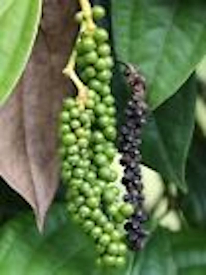 Black Pepper Plant Starter - 5 Perennial Edible Plants - Piper Nigrum - Tropical Spice for Home Garden