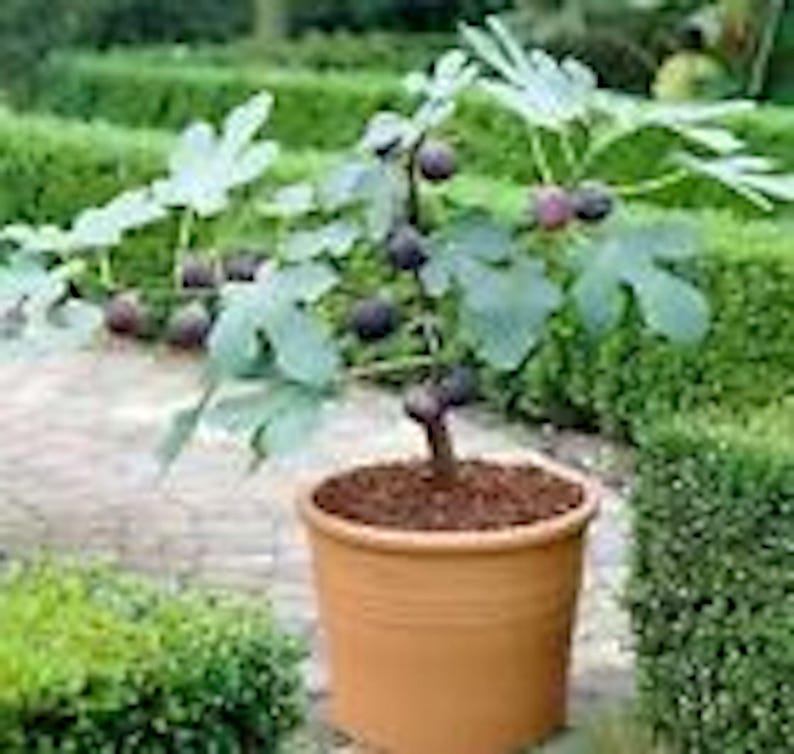 Dwarf Fig Tree Starter Plant - Fignomenal Self-Fertile Variety - Perennial Edible Fruit Plant - Ficus carica