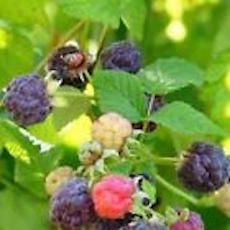 Thornless Raspberry Plants - 3 Glencoe Purple Starter Bushes for Edible Fruit, Perennial Garden (Rubus idaeus)