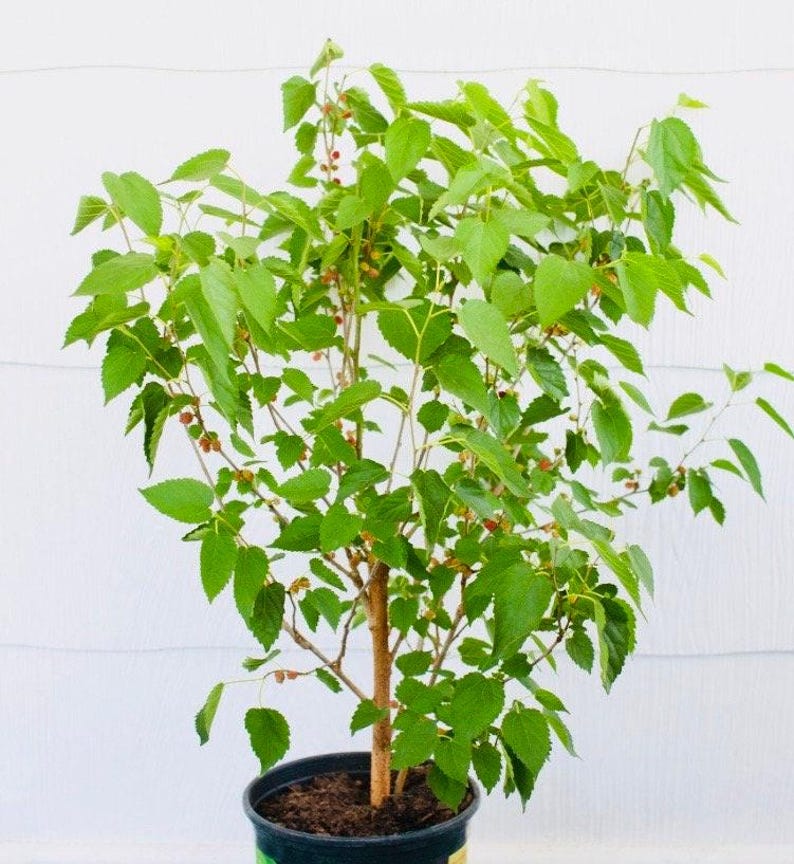 Live Large Mulberry Tree - Red Variety - Morus rubra - Native North American Fruit Plant for Gardens and Wildlife