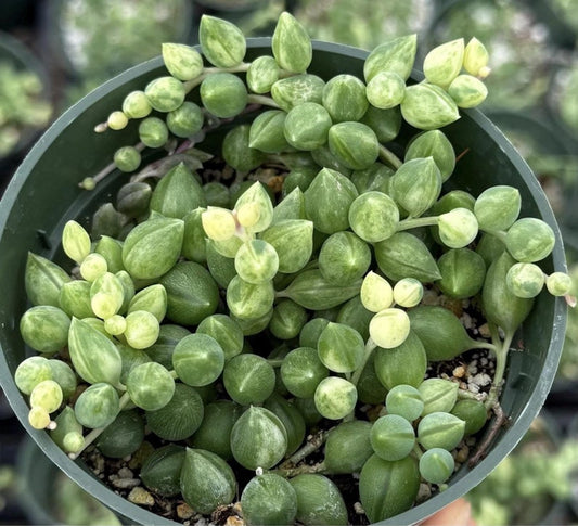 Variegated String of Tears 4" | Rare Trailing Succulent | Senecio Herreianus | Unique Green & Creamy Leaves