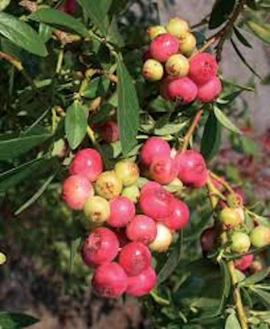Blueberry Plant Starter - Pink Lemonade Variety - Vaccinium Rabbiteye - Edible Fruit - Perennial Bush - Perfect for Mild Climates