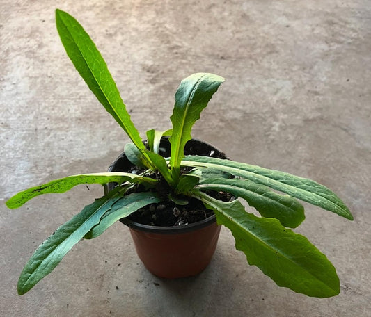 Wild Lettuce Plant in 4" Pot | Native Medicinal | Organic & Pesticide-Free | Lactuca virosa