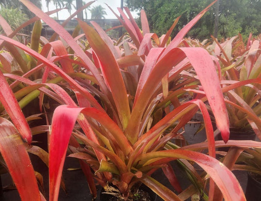 Bromeliad Blanchetiana Penfuliflora - Live Outdoor Plant - Tropical Greenhouse Variety - Ideal for Home Decor