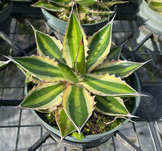 Agave Lophantha Quadricolor - Live Outdoor Plant - Colorful Succulent - Hardy Agave for Low Maintenance Gardens