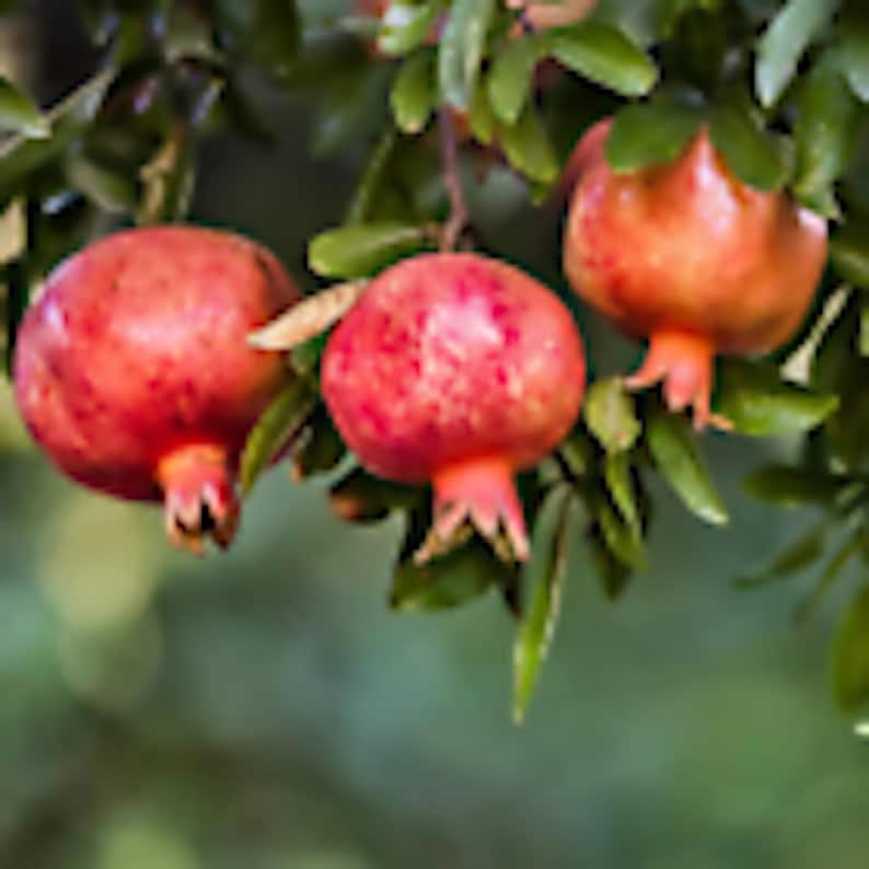Pomegranate Fruit Tree Starter Plant - 'Wonderful' Edible Variety - Punica granatum - 5 Plants - Perennial Gardening