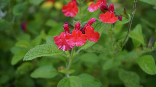 Autumn Sage Seeds - 10 Organic Pollinator Flower Seeds, Salvia greggii, Drought Tolerant, Wildlife Friendly, Red Blooms