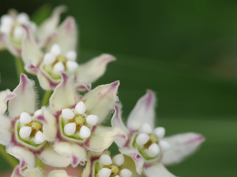 Hartweg's Twinevine Seeds - 20 Count - Funastrum cynanchoides - Climbing Milkweed - Butterfly Attractant - Free Shipping Over $35